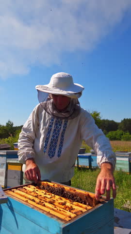 Honey cell with bees in a sunny day. Apiculture. Apiary. Man working in apiary. Protective clothes. Apiculture. Beekeeping concept. Video of working apiarist. Vertical video