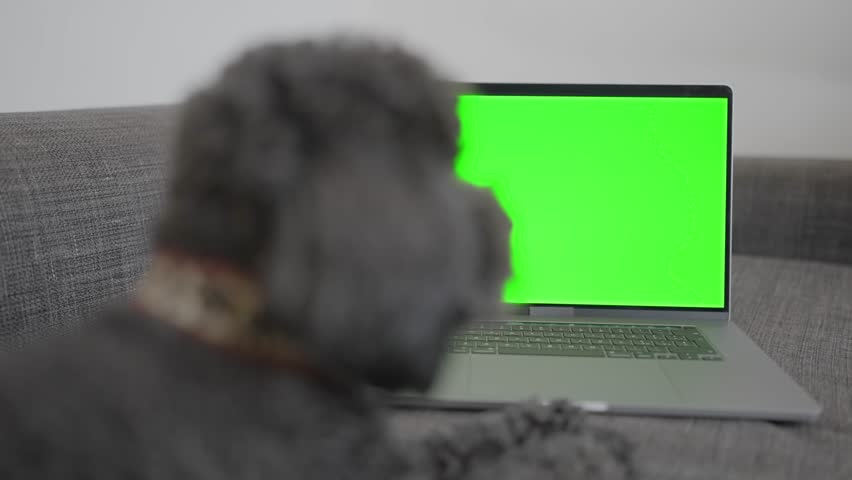 A dog is gazing at a laptops green display screen