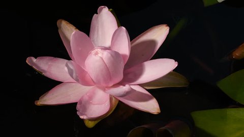 Water lily flower opening timelapse. Pale pink petals. Closed bud to open flower time-lapse