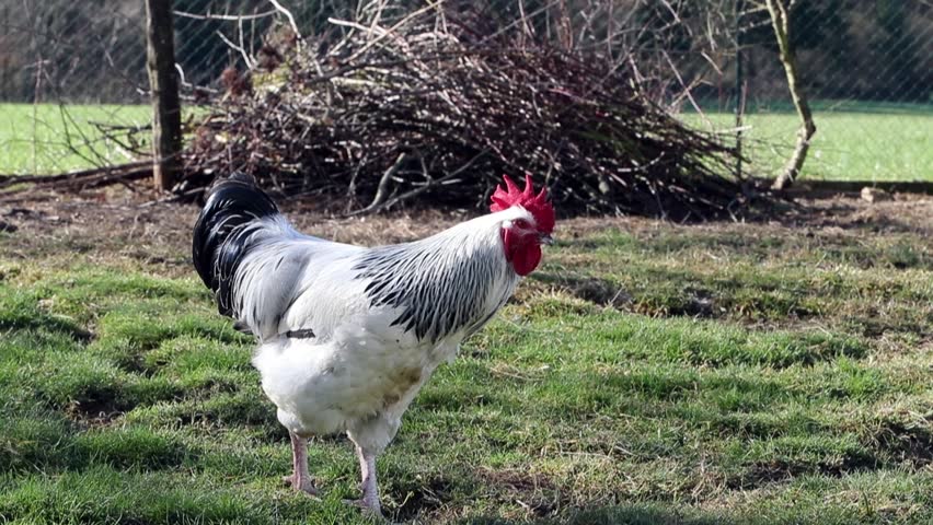 Sussex rooster roaming free in a garden with sunshine in spring Royalty-Free Stock Footage #3466968573