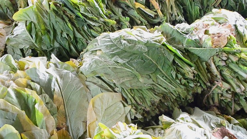 tobacco leaf form farm wait for bake in factory