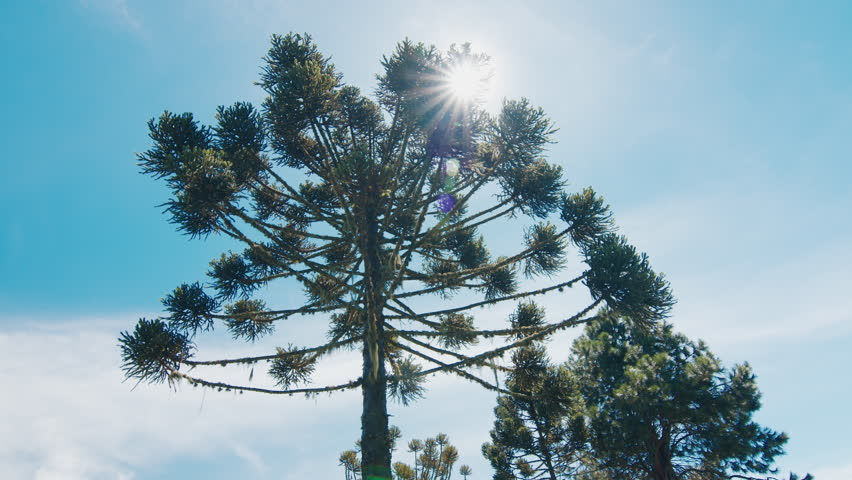 Araucaria tree with sun and blue sky, Brazil