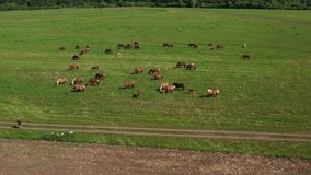This quadcopter video captures horses and their foals on a green meadow. They graze, run, and cross a road with grace and vitality. A stunning portrayal of nature's beauty.
