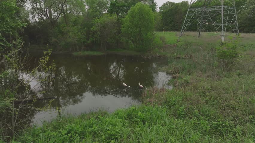 A drone view captures a Roseate Spoonbill, an immature White Ibis, and a Snowy Egret wading and taking flight in a backwater pond of Horsepen Bayou in Clear Lake, Houston, Texas.