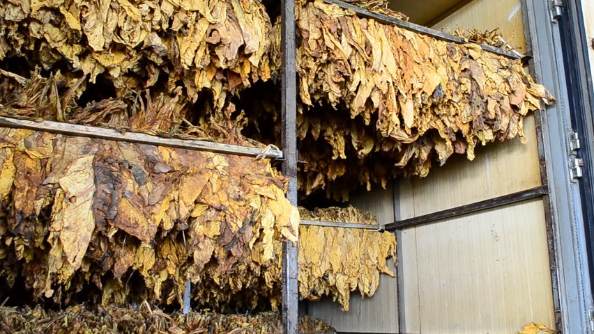 dry tobacco leaf in stove