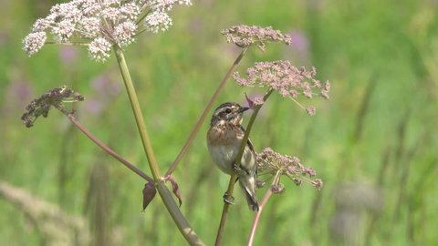 Young bird Whinchat  (Saxicola rubetra) sits on a twig and tweets