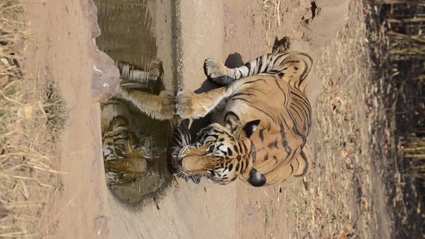 A female tigress drinking water from an artificial waterhole on a hot summer day during a wildlife safari