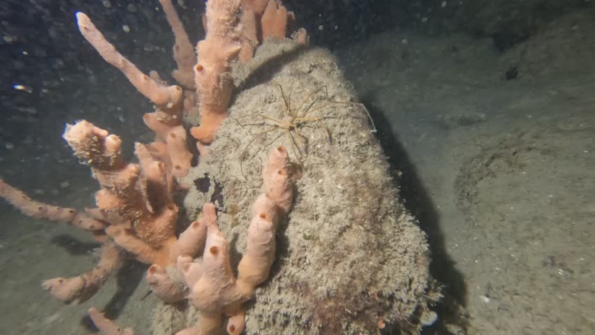 4k video of an Arrowhead Crab (Stenorhynchus seticornis) in Florida, USA