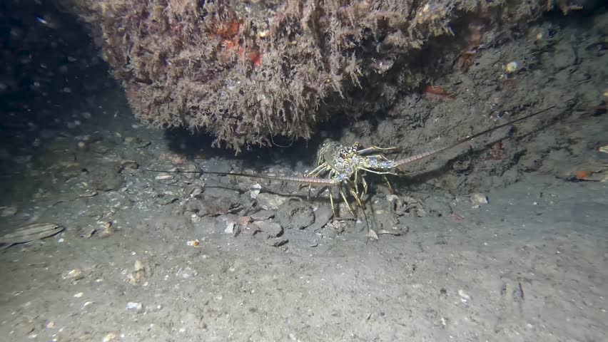 4k video of a Caribbean Spiny Lobster (Panulirus argus) in Florida, USA