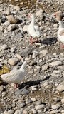 Footage of yellow goslings learning to walk, eat. Video captures yellow goslings exploring, depicting growth. Shows yellow goslings taking first steps, symbolizes learning
