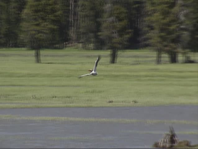 American White Pelican (Pelecanus erythrorhynchos) in flight above creek