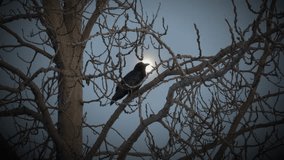 Raven perched in a tree silhouetted by moon, vignette - Powered by Shutterstock - Get 15% off with code: PIKWIZARD15