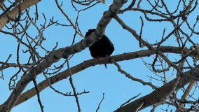 Raven in barren branch tree flying away in slow motion - Powered by Shutterstock - Get 15% off with code: PIKWIZARD15