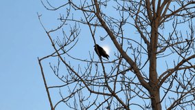 Raven perched in tree and one flying near in slow motion - Powered by Shutterstock - Get 15% off with code: PIKWIZARD15