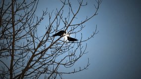 Two ravens perched in a tree kissing in front of the moon, slow motion - Powered by Shutterstock - Get 15% off with code: PIKWIZARD15