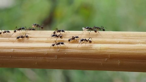 black ants carry food to nest , ants good teamwork , slow speed
