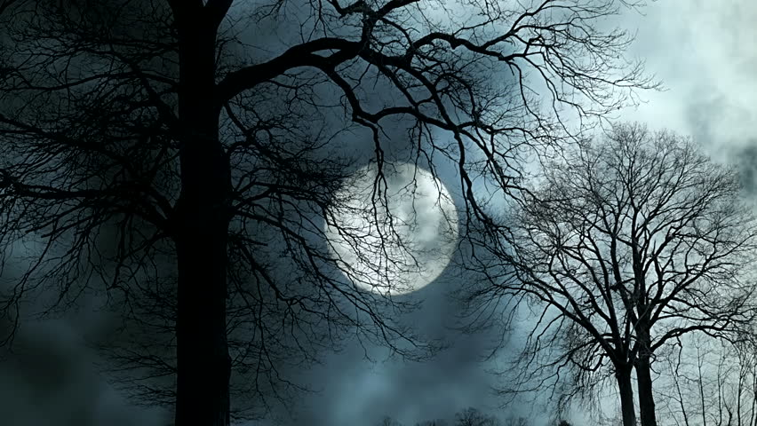 Moonlight filtering through trees on a tranquil night