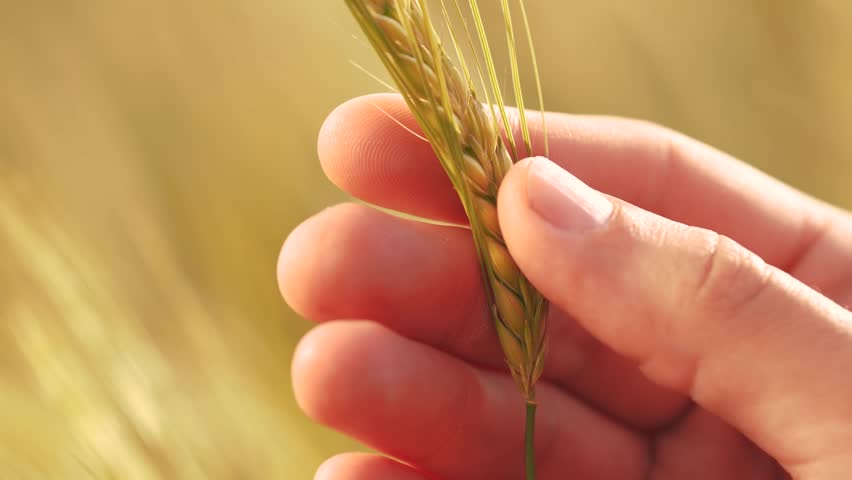 agriculture ears of wheat. close-up farmer hands hold spikelets of wheat in agricultural field. agriculture farm business concept. farmer hands examining ears of wheat harvest close-up