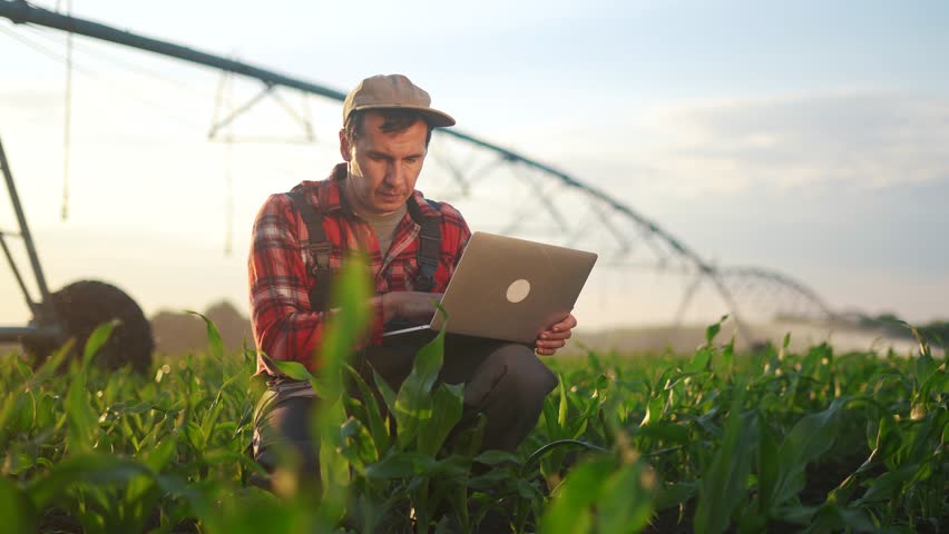 corn agriculture. male farmer works on a laptop in a field with green corn sprouts. corn lifestyle is watered by irrigation machine. irrigation agriculture business concept Royalty-Free Stock Footage #3467231613