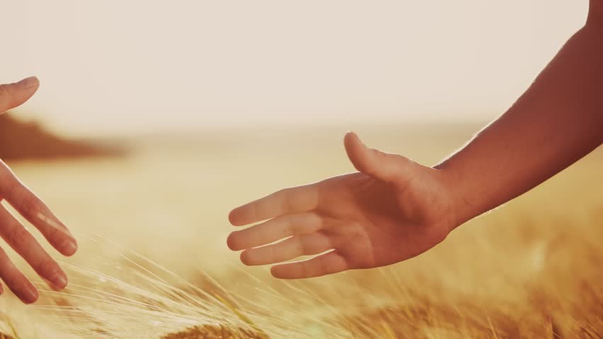 handshake contract farmers. agriculture business concept. two farmers shaking hands in yellow wheat field signing a contract agreement. agriculture handshake lifestyle business agreement close-up Royalty-Free Stock Footage #3467234501