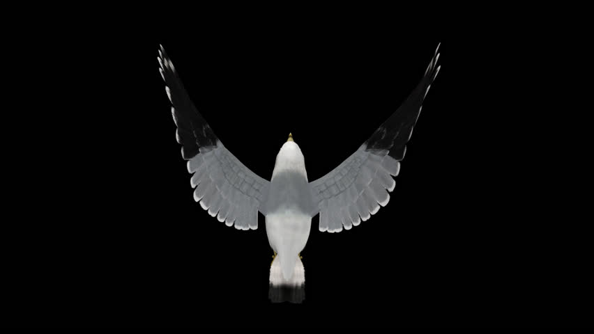 American Seagull Bird - Flying Loop - Top View CU - Realistic 3D animation isolated on transparent background with alpha channel