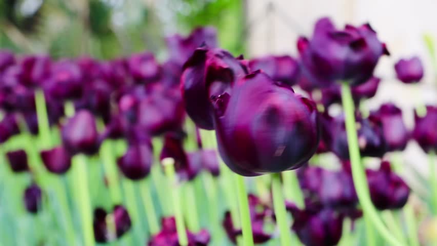 Tulip are swinging it’s head by air. Purple tulip green garden. Dallas arboretum and botanical garden 
Texas, USA
