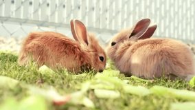 Rabbit eating wild bunny beautiful video 