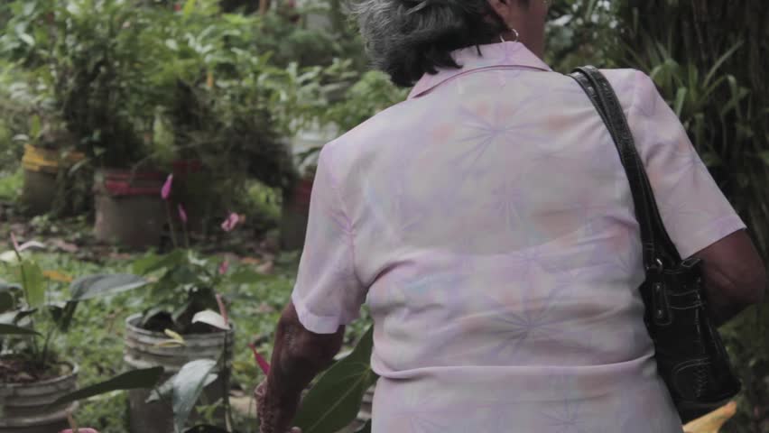 Cocle, Panama - December 04, 2017: Old Latin woman exploring a rose tulip garden