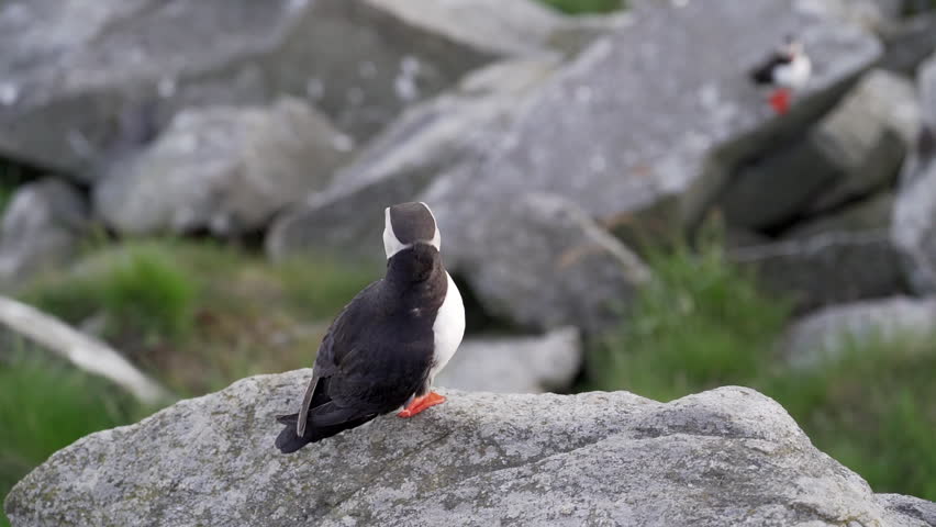 Cute and adorable Puffin seabird, fratercula, sitting in a breeding colony on high cliff at Runde island, a popular tourist destination for bird watching at the coastline of the north atlantic ocean i