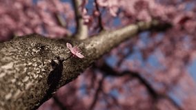 4K spring video. Selective focus change from a blossom tiny tree flower to the branches full with pink spring flowers. Spring landscape during a sunny day.