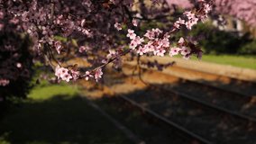 4K video with some beautiful spring pink blossom flowers and a tram train public transportation line in background. Spring landscape video.