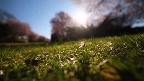 Tiny spring blossom flower fallen on the green grass lawn. Concept 4k video for spring.