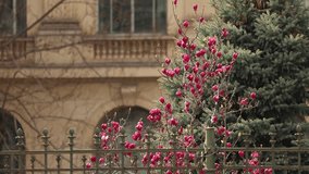 Magnolia flowers and spring landscape in Bucharest. 4K video with these beautiful magnolias blossom flower with landmarks of Bucharest. Travel to Romania.