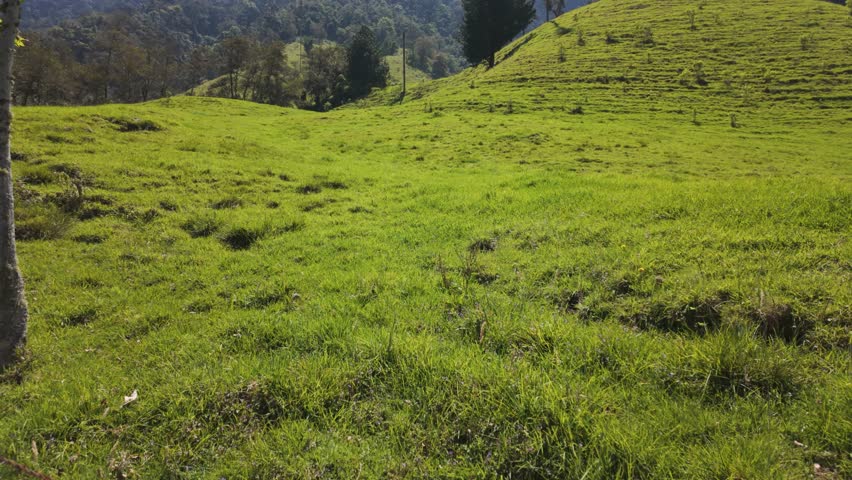 Verdant Cocora Valley hills with iconic wax palms, Colombia