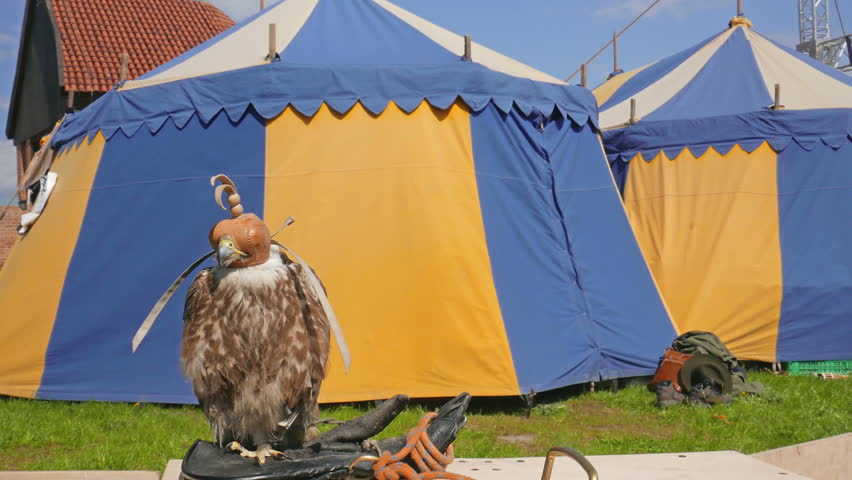 Saker falcon in a cap. Falco cherrug. Bird of prey. Falconry. Medieval tents in the background. Saker falcons were used in medieval times for hunting.