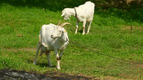 farm goat sticking his head. goat moves head in farm. Grazing farm animal