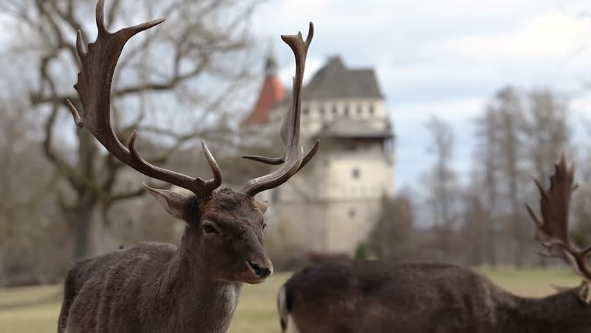Closeup of European Fallow Deer with Blatna Castle in Czech Republic. Majestic Animal with Antlers in Europe. Royalty-Free Stock Footage #3467570173