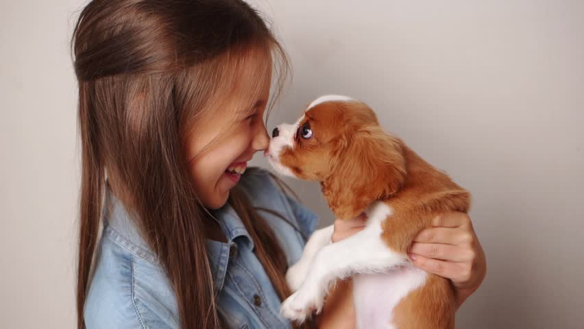 Happy girl rejoices at her new pet, holding funny Cavalier King Charles Spaniel puppy in her arms, he licks her nose. Best friend for children, friendship between animal and human, caring for pet Royalty-Free Stock Footage #3467585743