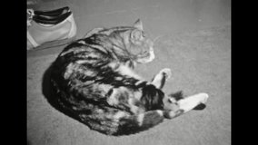 Close up, fluffy tabby cat sleep on carpet in home room. Calm cat rest on apartment. Adorable kitten relax indoor. domestic cute pet lying on floor. Vintage black white film. Retro archive 1980s