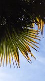 Slow motion beautiful palm branch moving with the gentle breeze against the clear blue sky. Texture of a green palm leaves. Summer sunshine, tropical garden, close-up of exotic houseplants concept.
