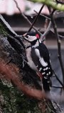 Close-up of a Great Spotted Woodpecker eating a half walnut. The clever bird turning the nut accurately in the right direction. Dendrocopos major on a tree in a family garden. Animal behaviour concept