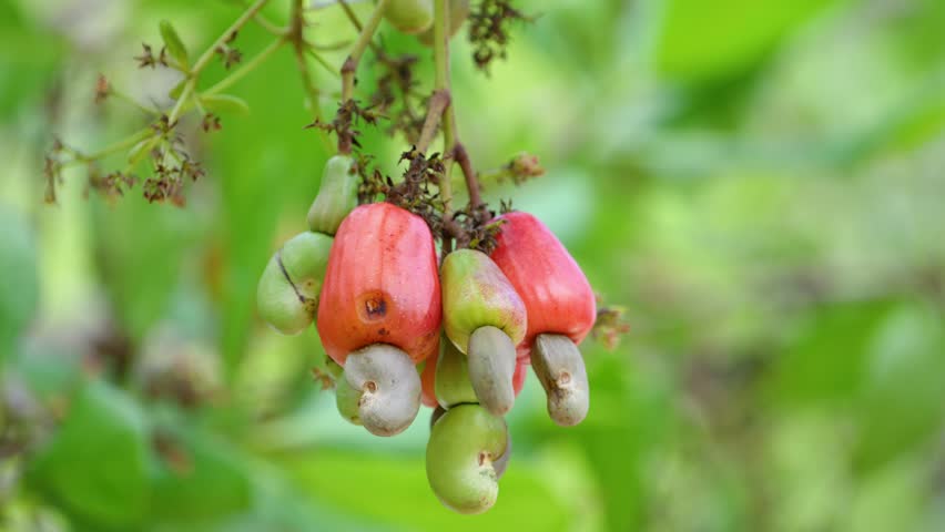 fresh Cashew Nuts tree in the garden