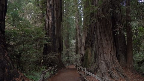 Dolly shot between redwood trees along trail at Muir Woods near San Francisco, California, USA