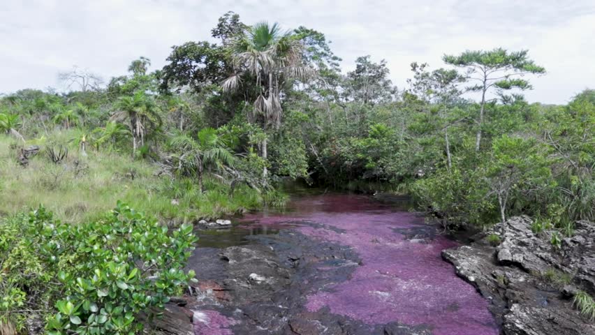 Macarenia clavigera in caño cristales, meta colombia, over rainforest panoramic shot