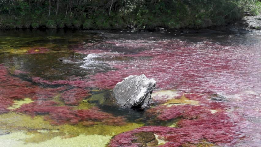 Caño cristales, cano cristales in Meta, La Macarena, Colombia. Water flowing over Macarenia clavigera, an extremely rare and exotic plant