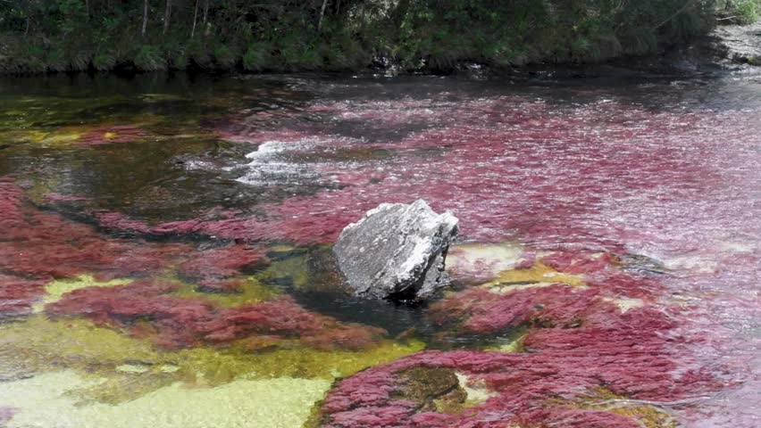 Caño cristales, cano cristales in Meta, La Macarena, Colombia. Water flowing over Macarenia clavigera, an extremely rare and exotic plant