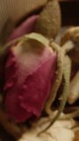 Macro zoom, the camera inside the tea infuser with chamomile flowers and rose petals, I take the infuser and place it in the teapot. Vertical video.