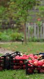 Harvesting apples in the countryside. Man puts drawers with fresh fruits making a heap. Organic apples in plastic boxes in the garden. Vertical video