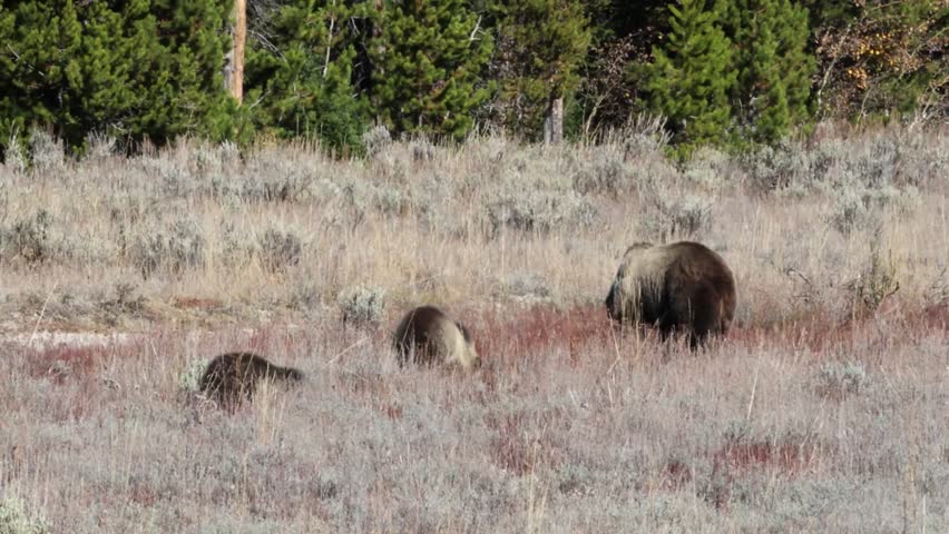 Grizzly bear (Ursus arctos horribilis) cub stands up while eating roots in Grand Teton National Park.