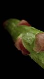 A stalk of asparagus with water droplets on it, against a black background. Dolly slider extreme close-up. Vertical video.